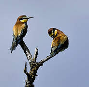 European Bee-eater