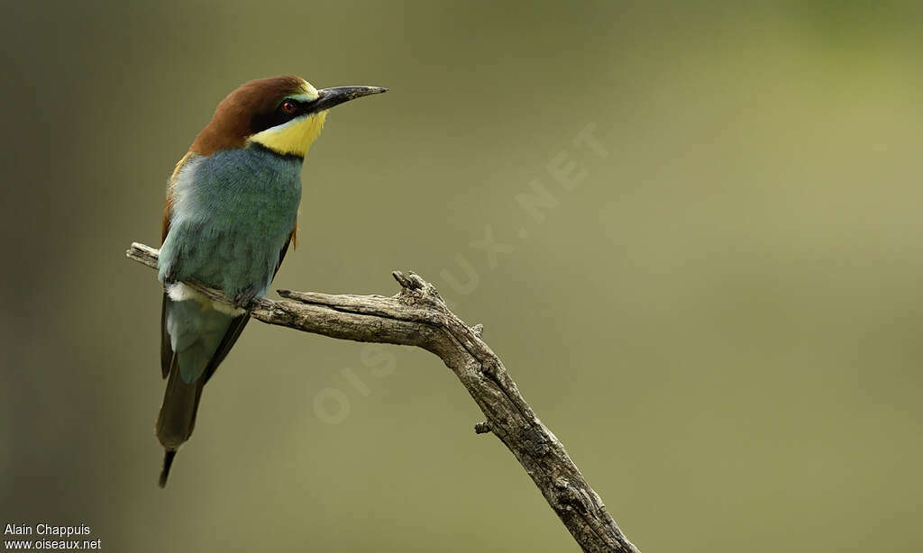 Guêpier d'Europeadulte, identification