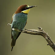 European Bee-eater