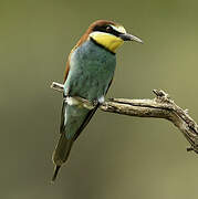 European Bee-eater