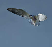 Whiskered Tern