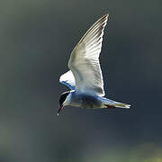 Whiskered Tern