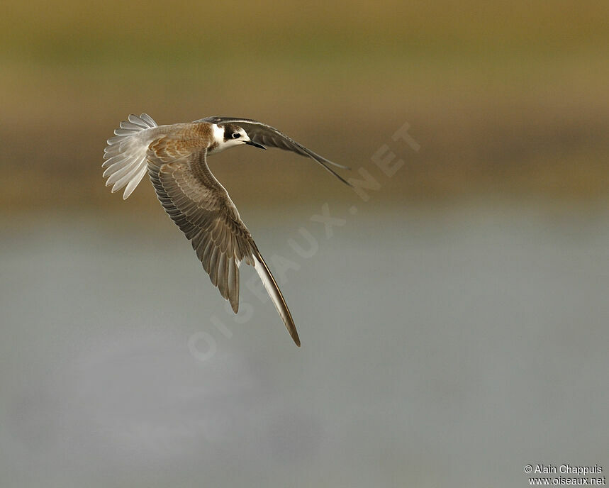 Black Ternimmature, identification, Flight, Behaviour