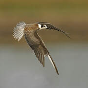 Black Tern