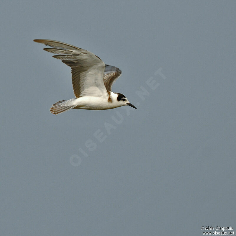 Black Ternjuvenile, identification, Flight, Behaviour