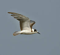 Black Tern