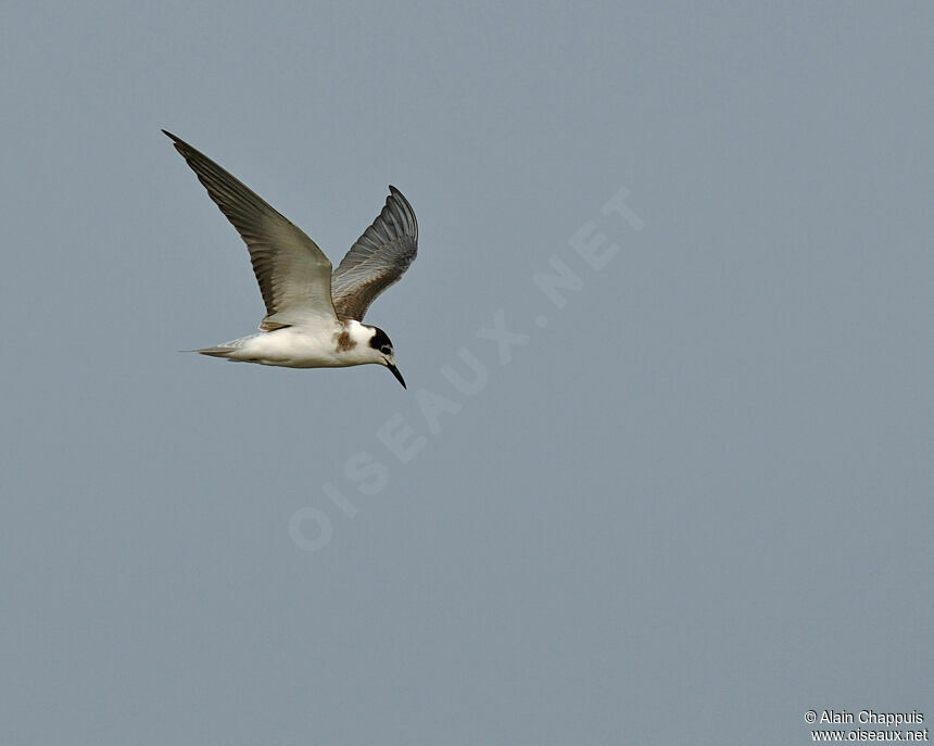 Black Ternjuvenile, identification, Flight, Behaviour