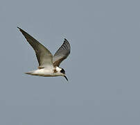 Black Tern