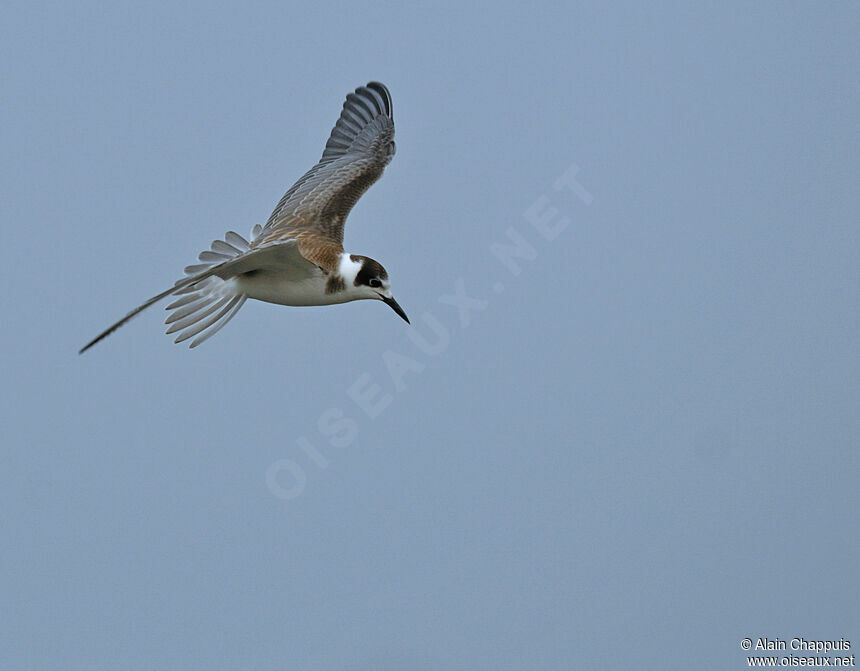 Black Ternjuvenile, identification, Flight, Behaviour