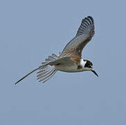 Black Tern