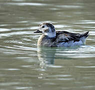 Long-tailed Duck