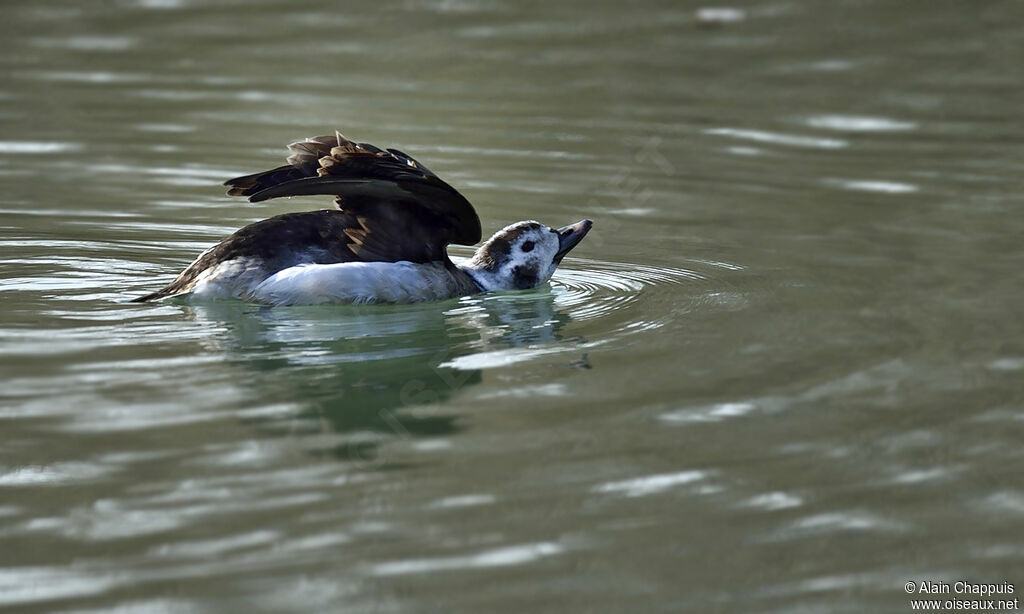 Long-tailed Duck male subadult, identification, Behaviour