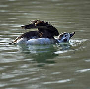 Long-tailed Duck