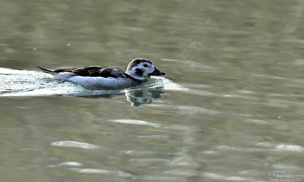 Harelde boréalesubadulte, identification, Comportement