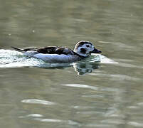 Long-tailed Duck