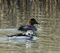 Long-tailed Duck