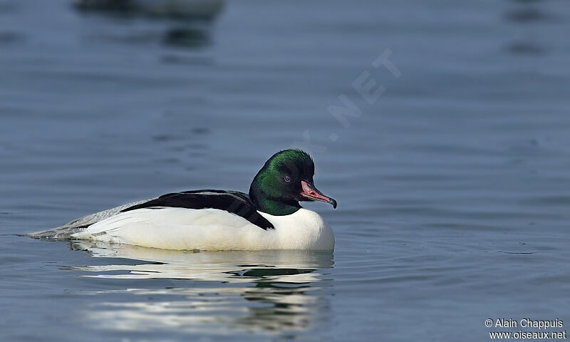 Common Merganser male adult, identification, Behaviour