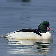 Common Merganser