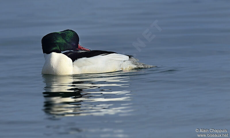 Common Merganser male adult, identification, Behaviour