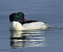 Common Merganser