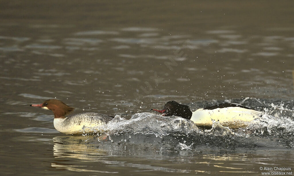 Common Merganser adult, identification, Behaviour