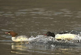 Common Merganser