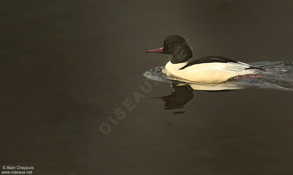 Common Merganser male adult, identification, Behaviour