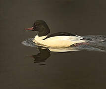 Common Merganser