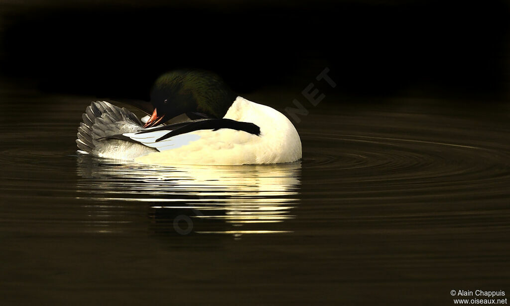 Common Merganseradult post breeding, identification, Behaviour