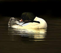 Common Merganser