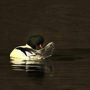 Common Merganser