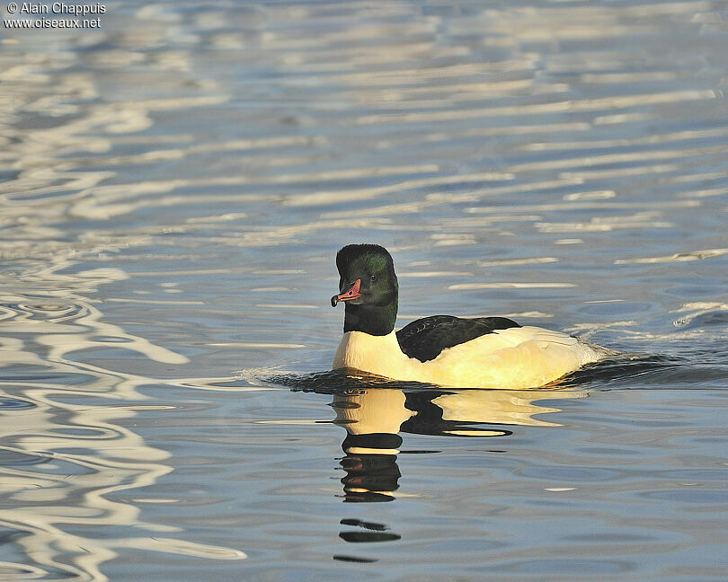 Harle bièvre mâle adulte, identification, Comportement