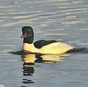 Common Merganser