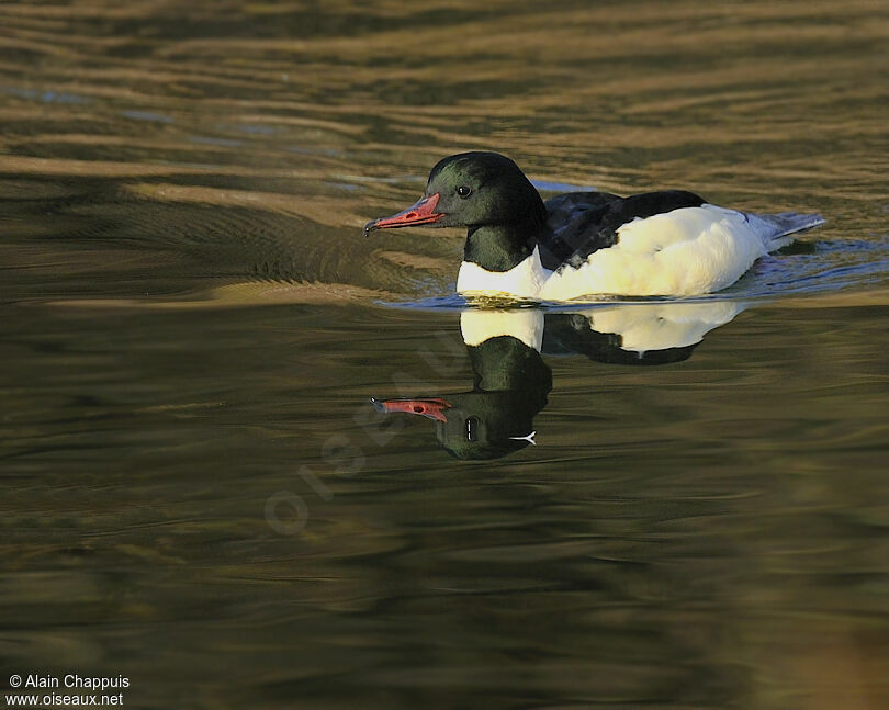 Common Merganser male adult, identification, Behaviour