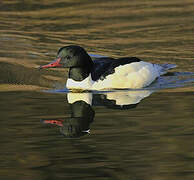 Common Merganser