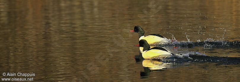 Common Merganser male adult, identification, Behaviour