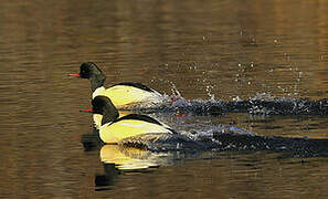 Common Merganser