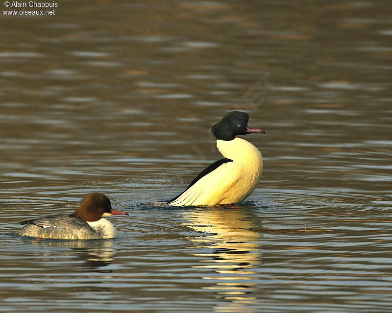 Common Merganser adult post breeding, identification, Behaviour