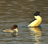 Common Merganser