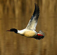 Common Merganser