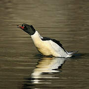 Common Merganser