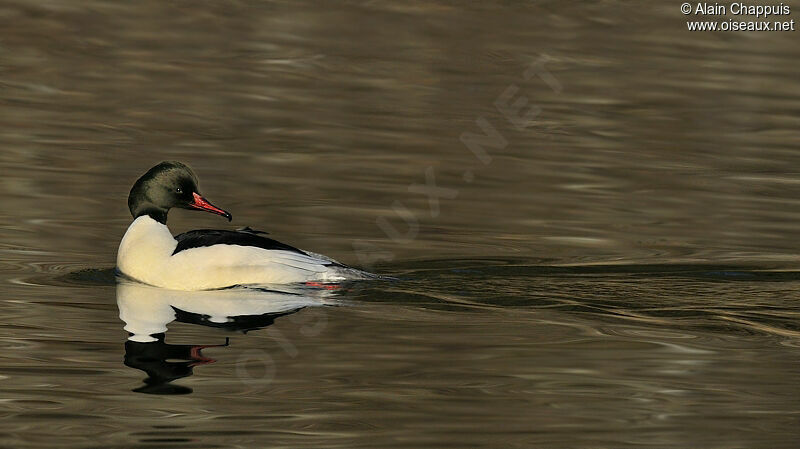 Common Merganser male adult breeding, identification, Behaviour