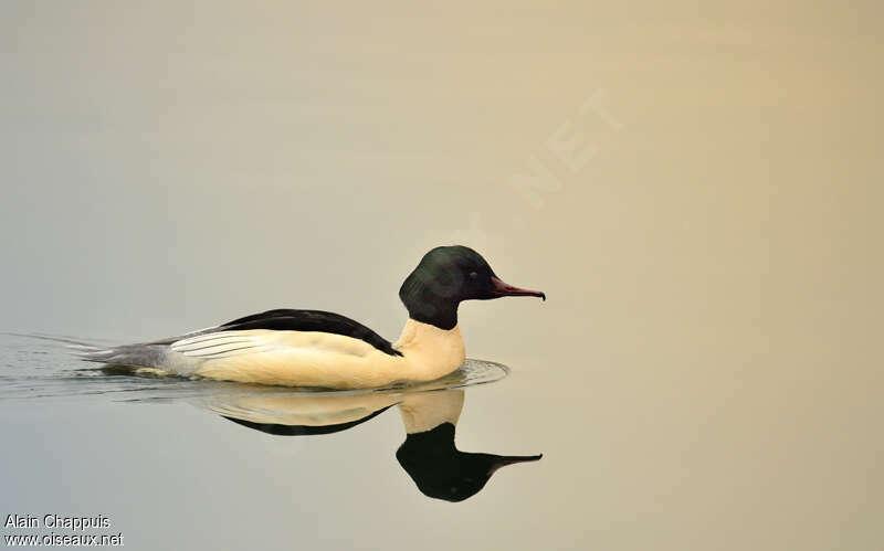 Common Merganser male adult, swimming, Behaviour