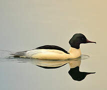 Common Merganser