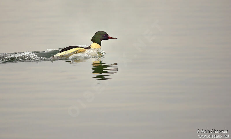 Common Merganser male adult post breeding, identification, Behaviour