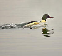 Common Merganser