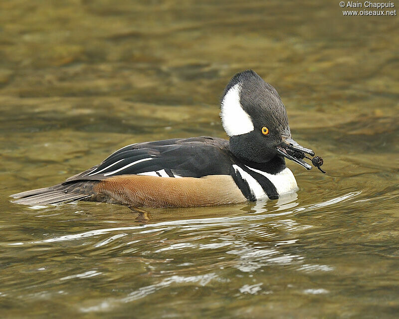 Hooded Merganser male adult, identification, Behaviour