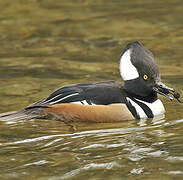 Hooded Merganser