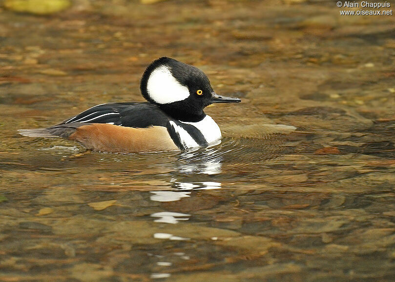 Hooded Merganser, Behaviour