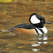 Hooded Merganser